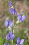 Blue wild indigo